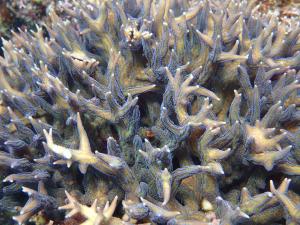 尖枝列孔珊瑚