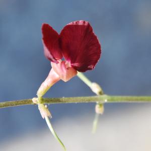 大翼豆 (長序菜豆)