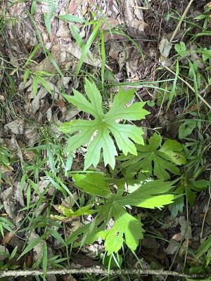 高山破傘菊