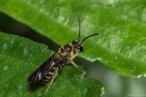 Megachilidae_003.jpg