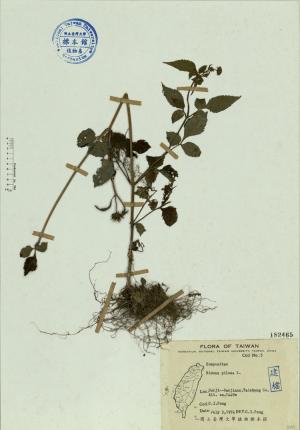 Bidens pilosa L._標本_BRCM 4509