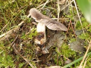 Tricholoma terreum(棕灰口蘑)