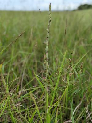 胡麻草