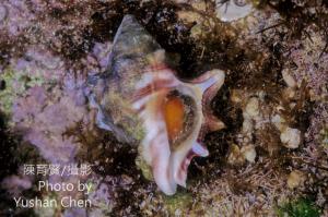 角岩螺 