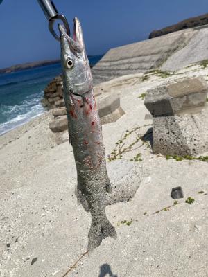 巴拉金梭魚