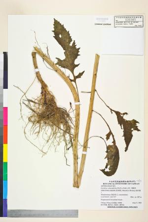 Erechtites valerianifolius (Link ex Spreng.) DC._標本_BRCM 7445