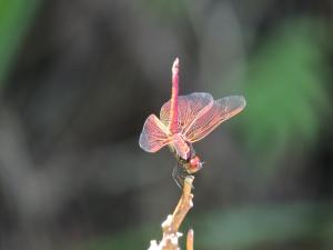 紫紅蜻蜓