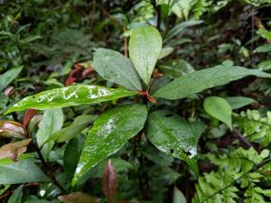 小葉樹杞