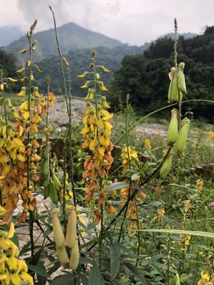 南美豬屎豆