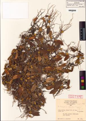 Bulbophyllum sp.標本_BRCM 120