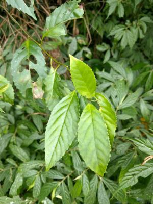 臺灣山桂花