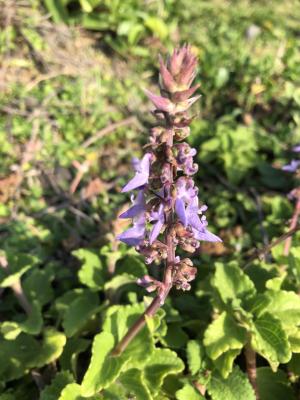 蘭嶼小鞘蕊花