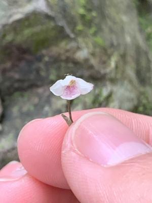 鐘花草 (鐘刺草)