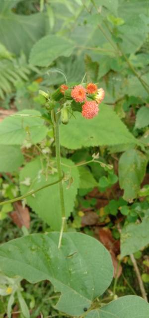 野茼蒿