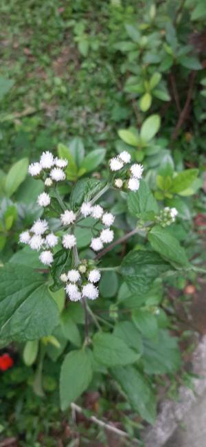 勝紅薊 (藿香薊)