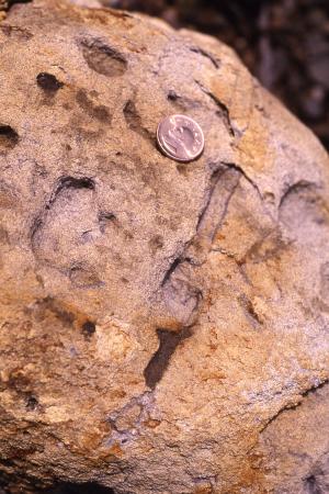 南港層中的生痕化石