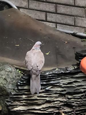 珠頸斑鳩