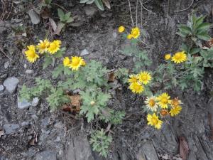 阿里山油菊