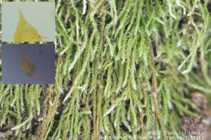 Fauriella tenuis (Mitt.) Cardot 粗疣苔(mosses)生態及顯微照