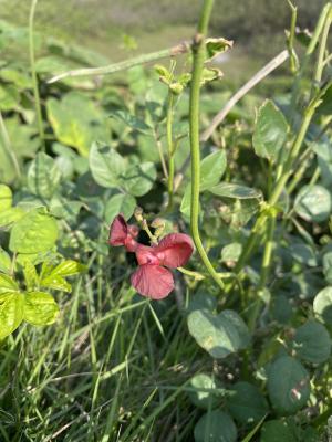 大翼豆 (長序菜豆)