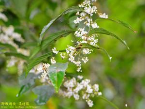 臺灣山桂花