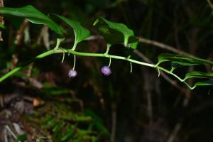 阿里山假寶鐸花