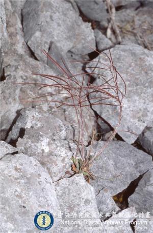 Arabis serrata Franch. & Sav._BRCM 6059