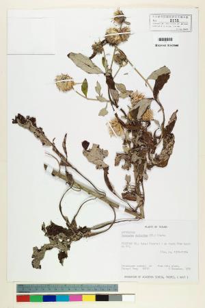 Saussurea deltoidea (DC.) C. B. Clarke_標本_BRCM 6900