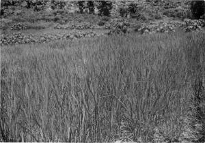 旱田中的陸稻