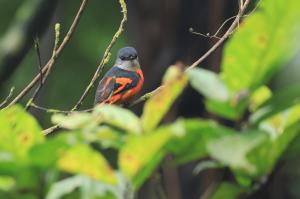 灰喉山椒鳥