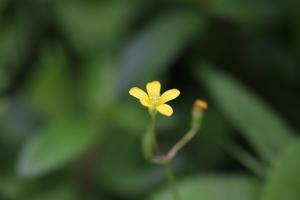 黃花酢醬草