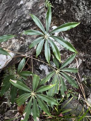 高山鴨腳木