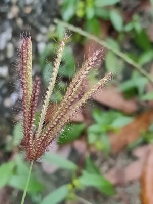 虎尾草、刺虎尾草、孟仁草