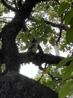 鳳頭蒼鷹(台灣亞種)