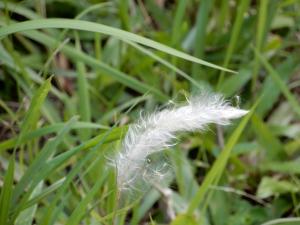 白茅 (茅針 茅根 茅草)