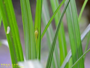 平尾梭蝽