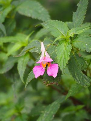 紫花鳳仙花