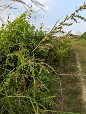 野香茅（海南植物志）