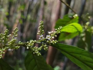 臺灣山桂花