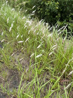 白茅 (茅針 茅根 茅草)