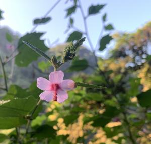 地桃花 (肖梵天花)