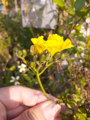 繖花菜欒藤