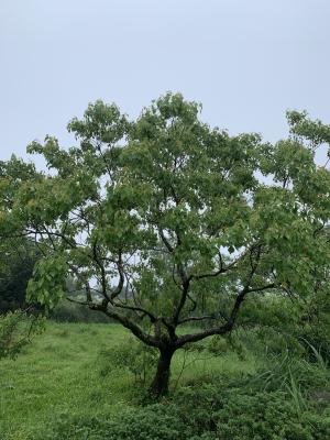 烏桕