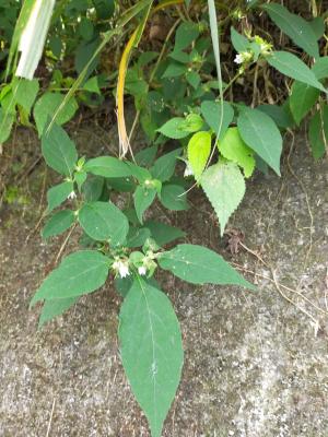 雙花龍葵