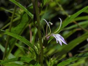 大本山梗菜