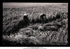 Harvesting Rice