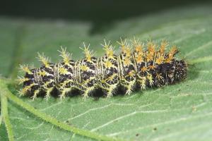 20090926_347192_Polygonia c-aureum lunulata_l.jpg