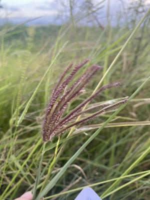 虎尾草、刺虎尾草、孟仁草