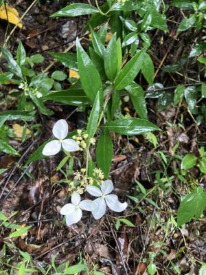 華八仙(華南分布)