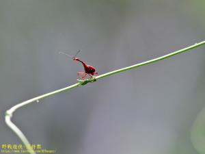 棕長頸捲葉象鼻蟲